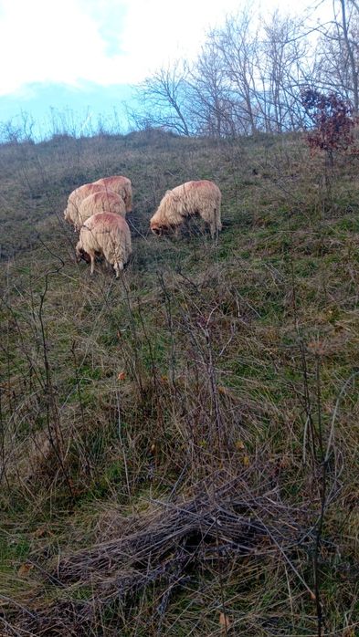 Vând berbecuti de anul asta