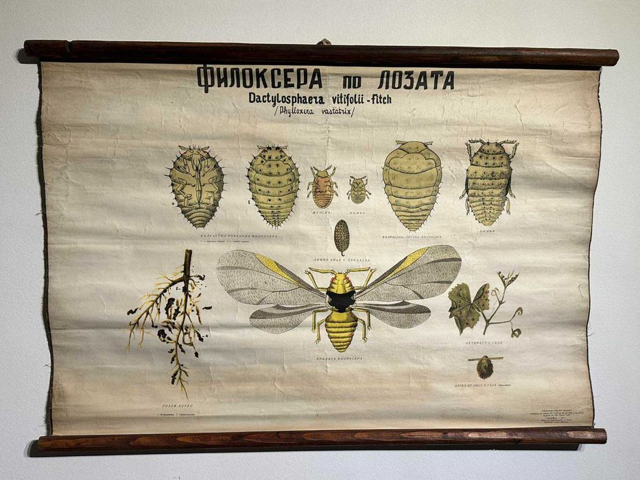 Соц Учебни Плакати Постери Ботаника