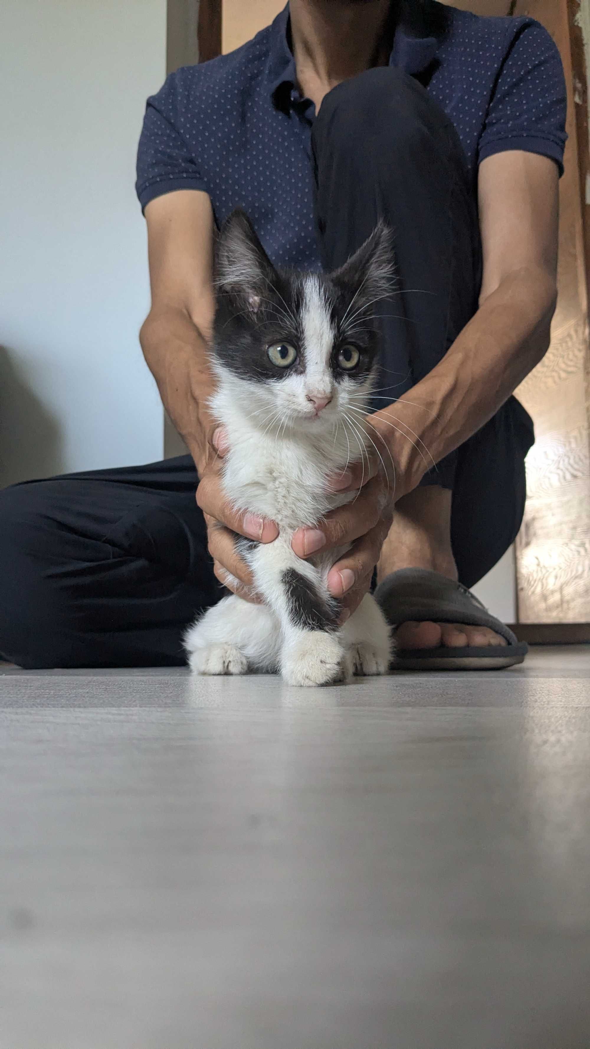 котенок, мальчик
