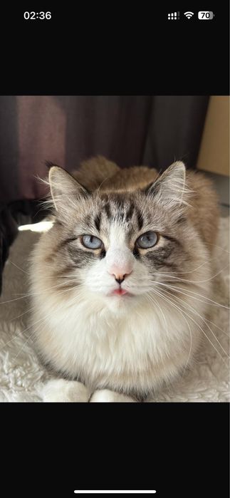 Отдам кота бесплатно