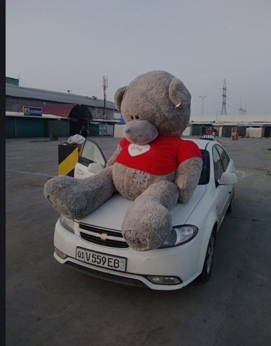 Ayiq teddy eng kottasi