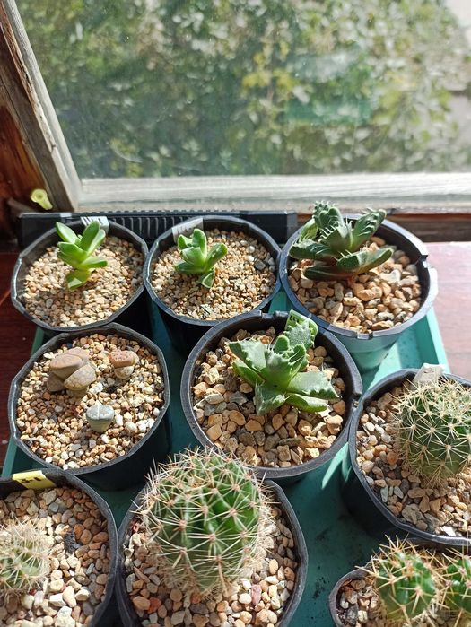 Продам кактусы,комнатные растения