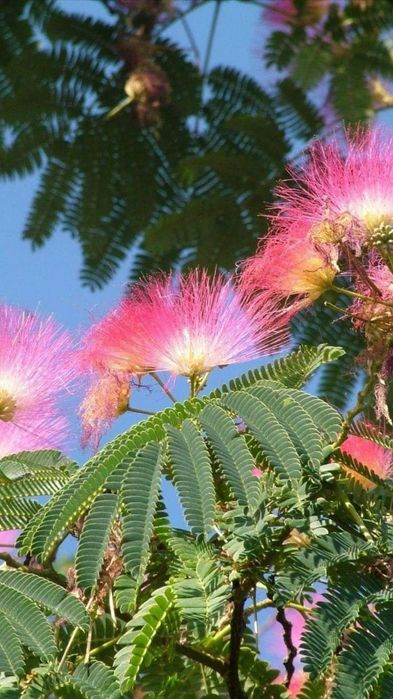 Albitia (Arborele De Matase )