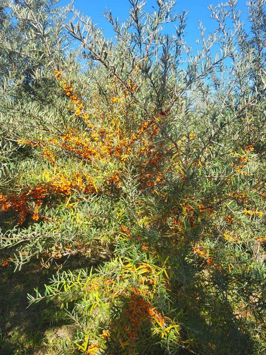 Cătină ambalata 1kg