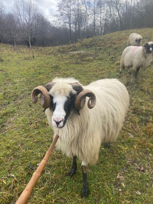 Strămior disponibil