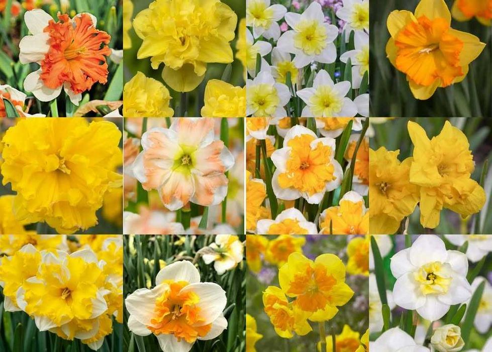 Bulbi de narcise de la 1 leu