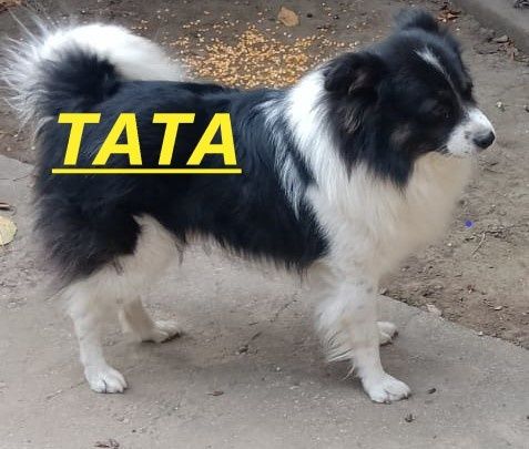 Donez căței talie medie