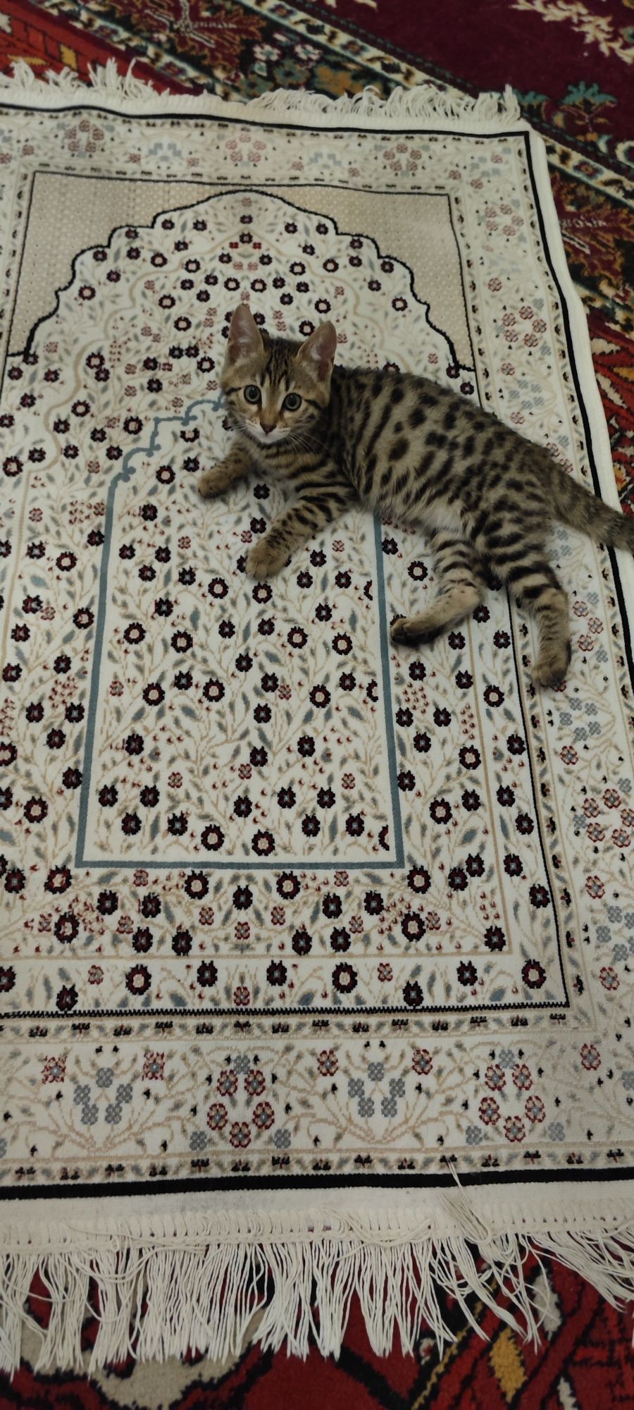 Бенгалская кошка