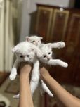 Шатлански кошка shatlaniski mushuk