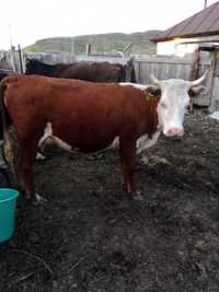 Продам карову с теленком ,бычок 2 месяца