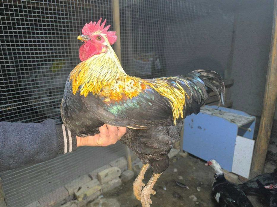 Xuroz xashaki sotiladi.