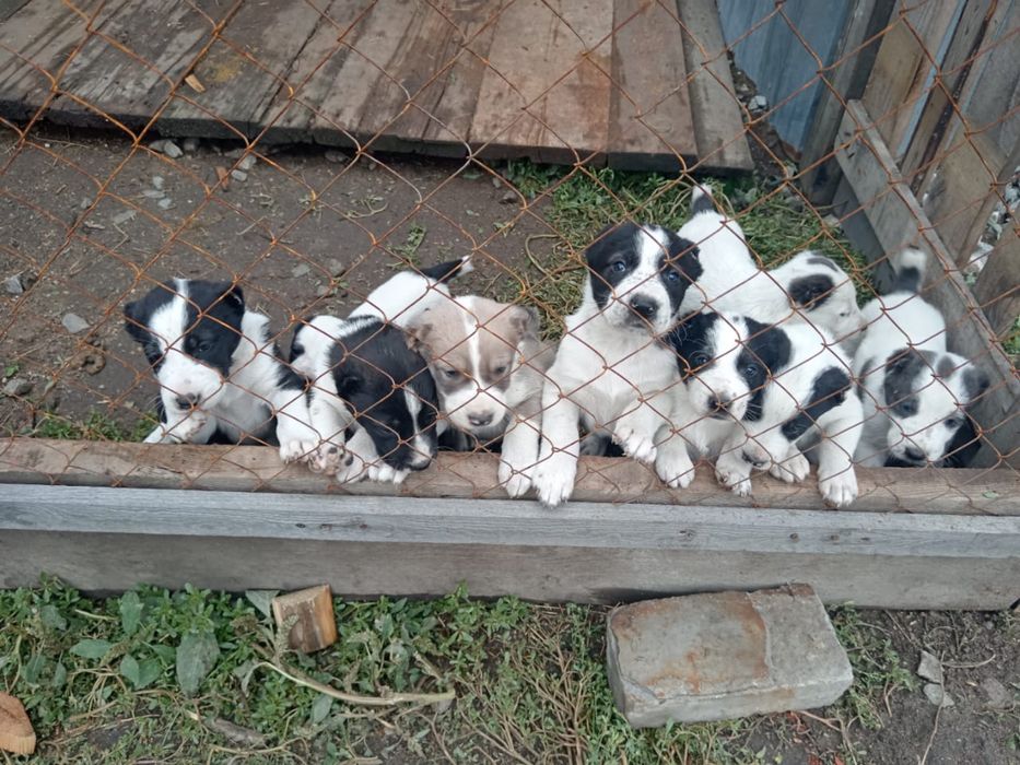 Продам чистокровных щенят алабай