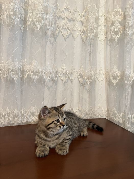 Котята скоттиш фолд и страйт