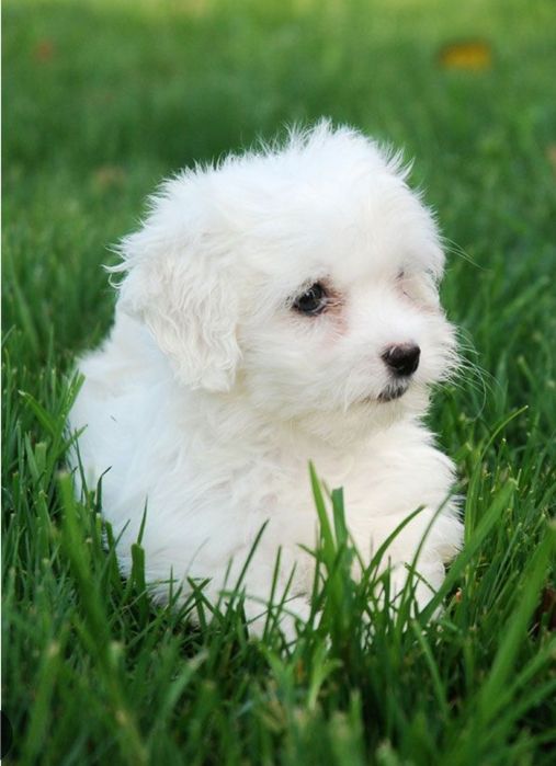 Dau spre adopție urgent