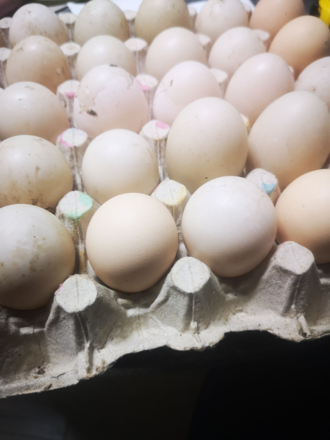 Ouă rață leseasca, ecologice, crescute natural, 2lei
