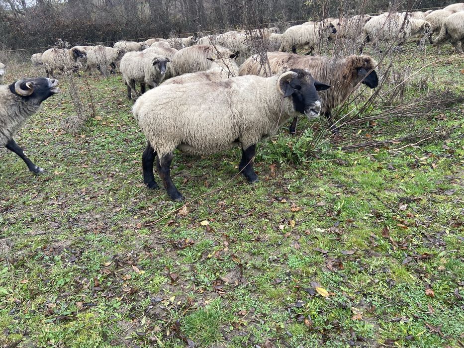 Vand berbec de 4 ani rasa carne