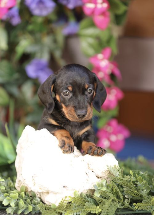 Mascul teckel miniature