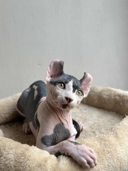Baietel sphynx /elf