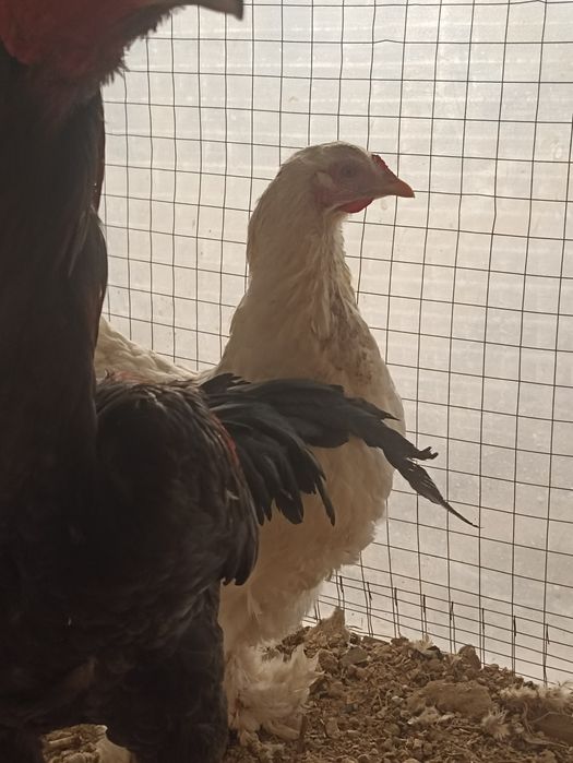 На дакан курицу обмен. Порода белый кохинхин. Майская курица белая