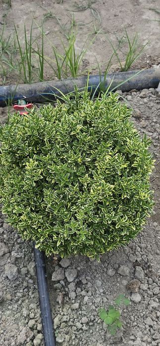 Sifatli shamshot gullari bor