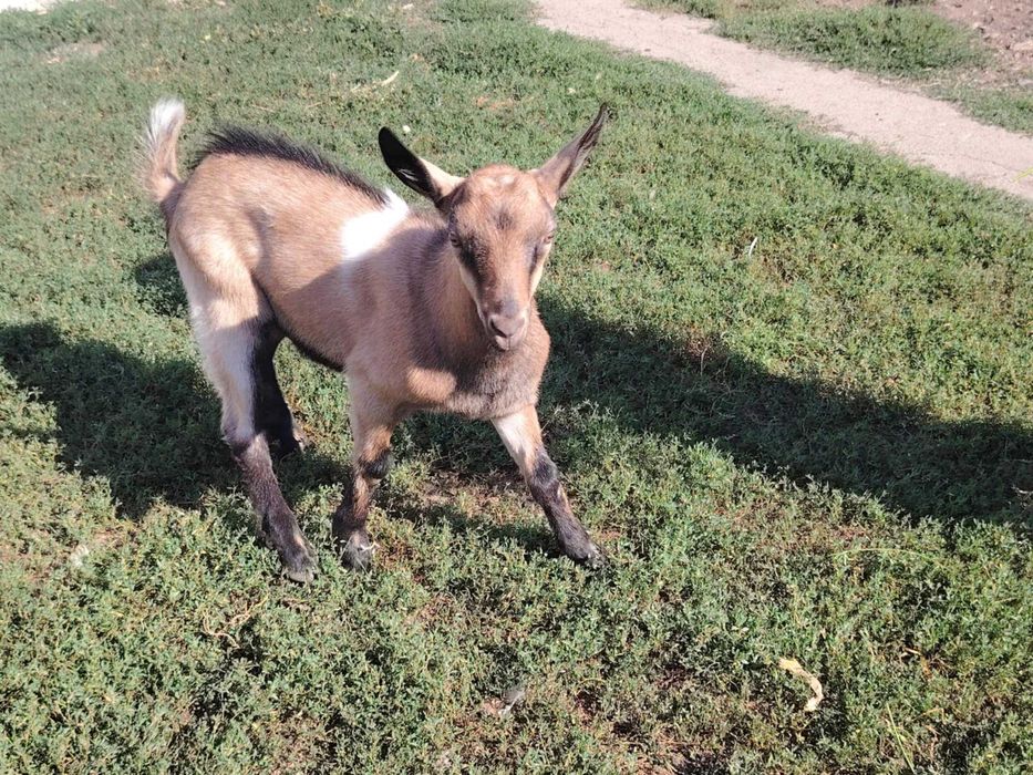 Ied de capră alpină franceză