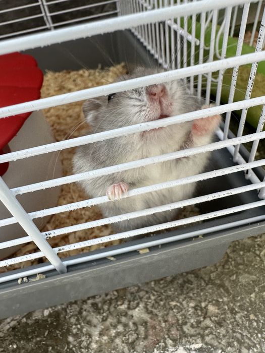 2 hamsteri 2 broaste testoase