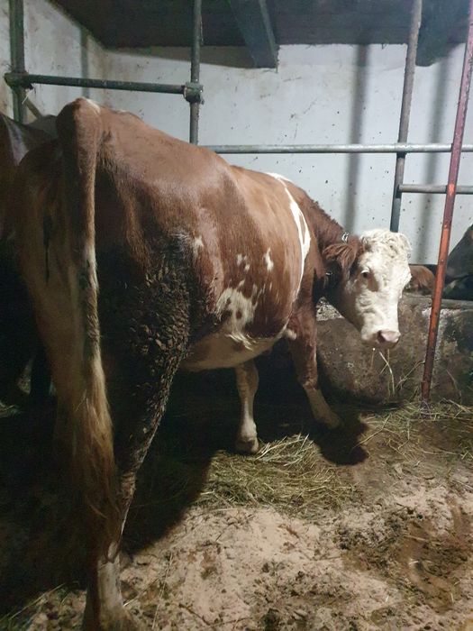 De vanzare 2 junci gestante