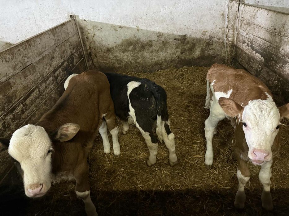 Vând viței sugari