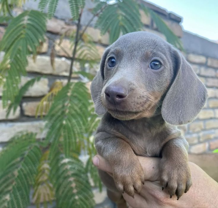 Teckel silver superb