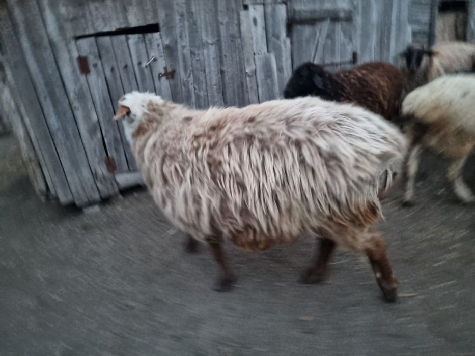 Продам барана 2.5 лет