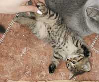 Puiuti de american shorthair