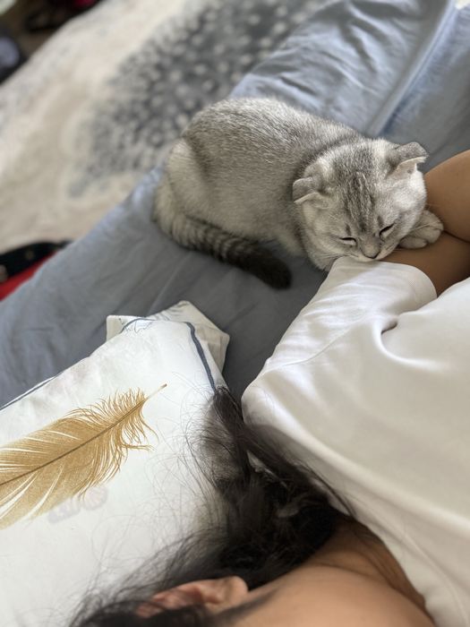 Mushukcha 4oylik juda aqilli qiz bola asl zotli mushuklarlarga quziqad
