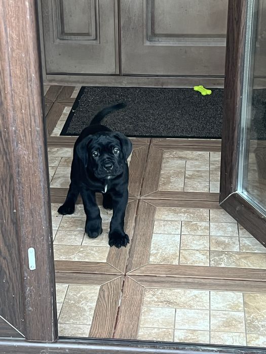 Femela de Cane corso