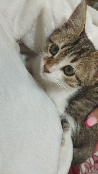 Отдам даром кошечку в добрые руки