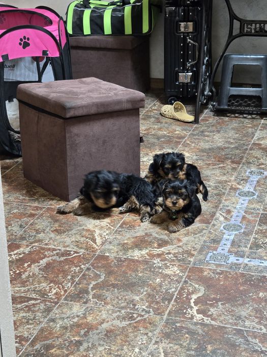 Чистокръвни Йорки – 2-месечни малки сладури!