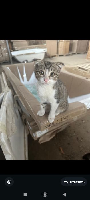 Отдам  котят в добрые руки