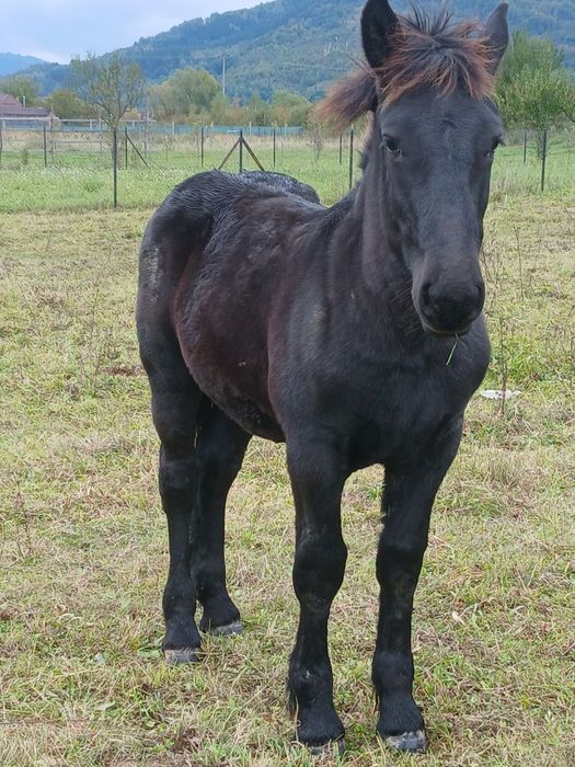 Vând  mnz  de 6 luni din cai ferate  frumoși