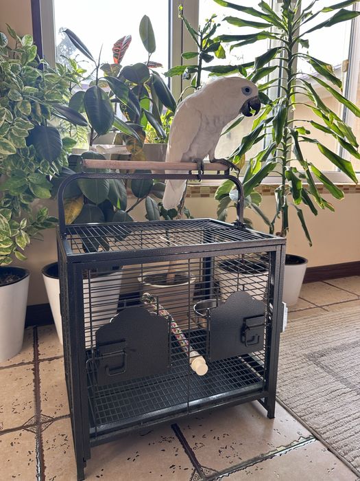 Какаду Голубо Глазый (Blue eyes cockatoo) 5 ойлик куш донга тушкан.