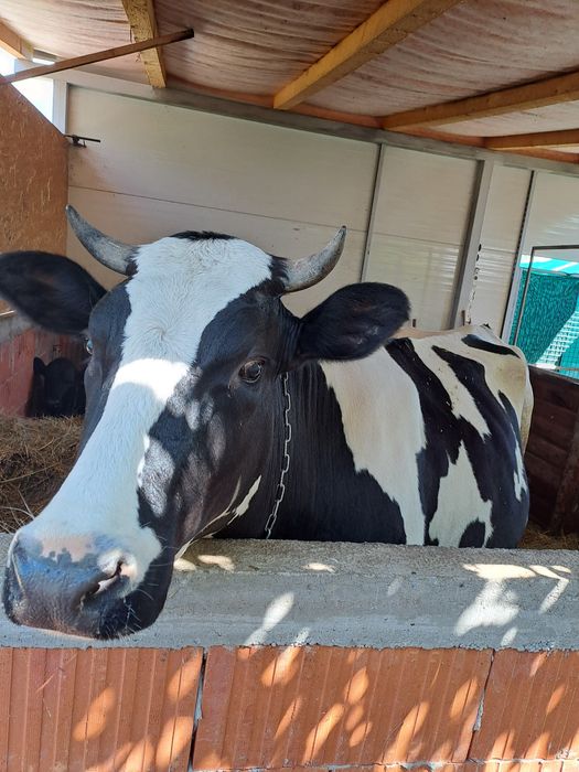 Vaca de vânzare.
