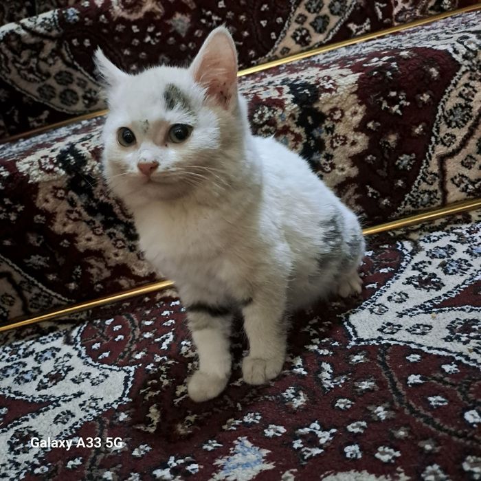 Отдам даром красивых и здоровых котят.