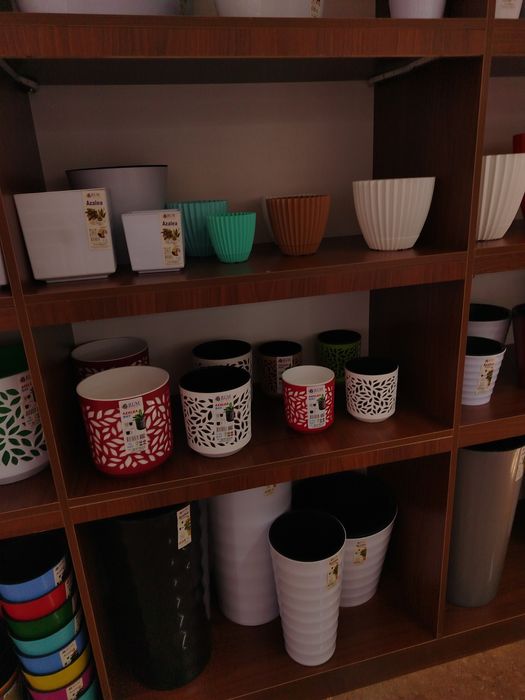 Azaliya gul tuvaklari