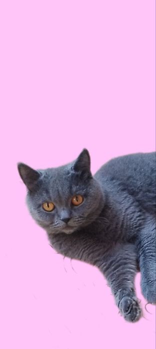 Британский кот 2 года