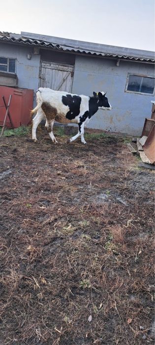 Продам тёлку черно-пёстрая стельная от молочный породы.