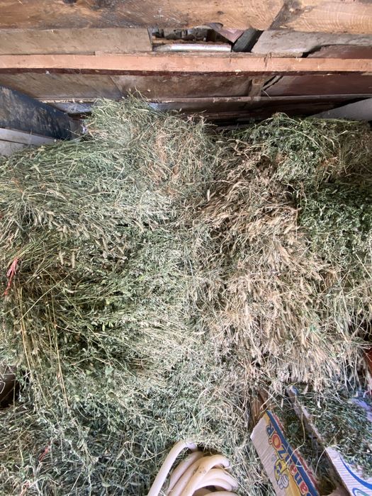 алаф, беда, для кормления животрых