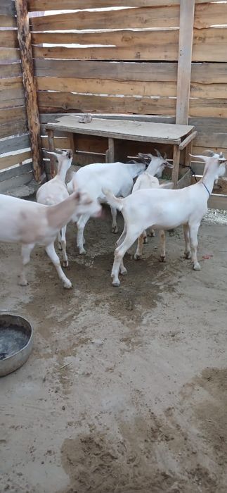 Занен пародалы лақтар