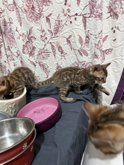 Sotiladi zottor mushuklar.