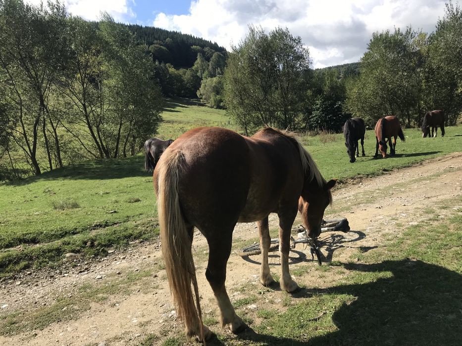 Vand iapa ,contactati-ma pentru detalii