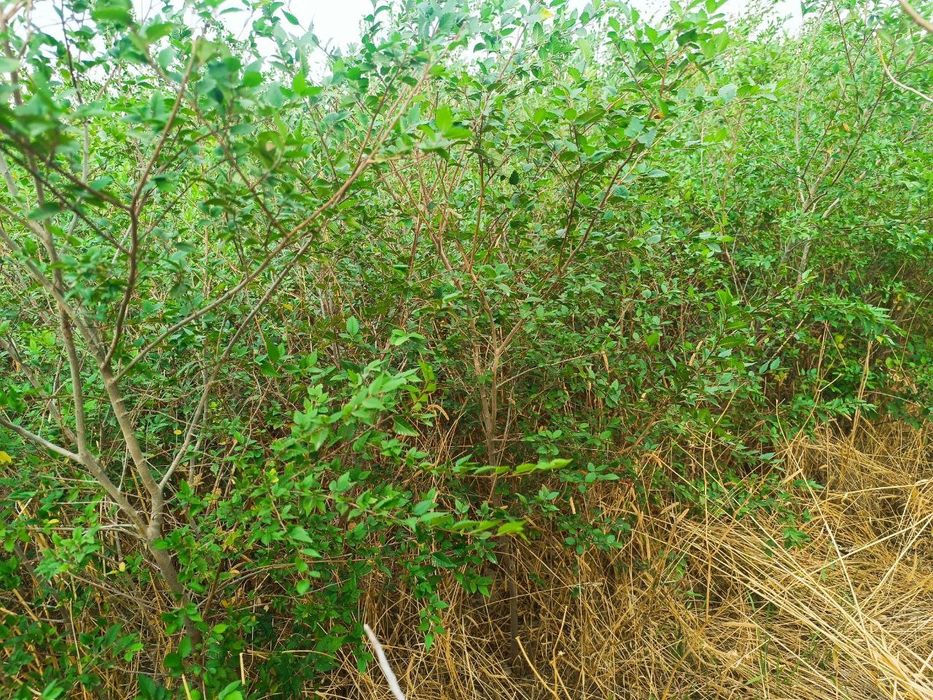 Qayrog'och ko'chatlari 25 ming tub bor