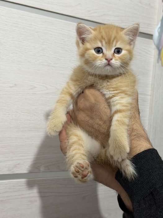 Мушук зотли скотиш страйт угил