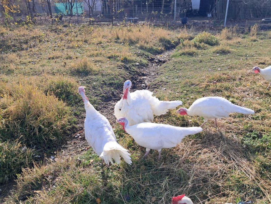 Curci și curcani românești, de anul acesta